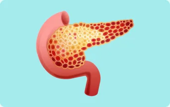 Illustration of a pancreas.