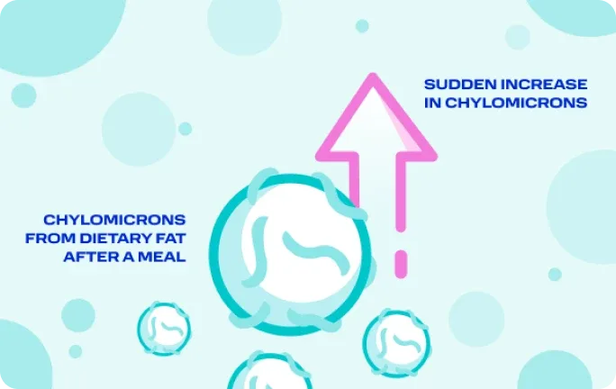 A buildup of chylomicrons from dietary fat